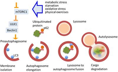 Neuroplasticity to autophagy cross-talk in a therapeutic effect of physical exercises and irisin in ADHD